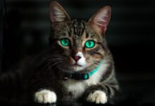 Rüyada Kedi Görmek Ne Anlama Gelir?