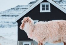 Rüyada Koyun Görmek Ne Anlama Gelir?