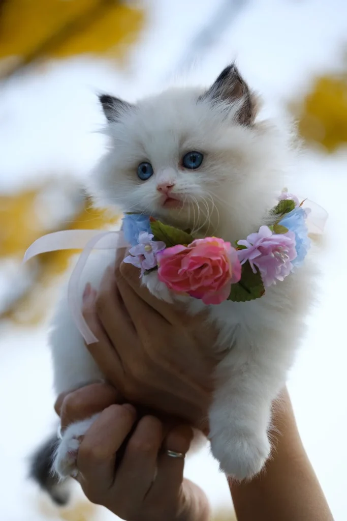 beyaz mavi gözlü kedi fotosu