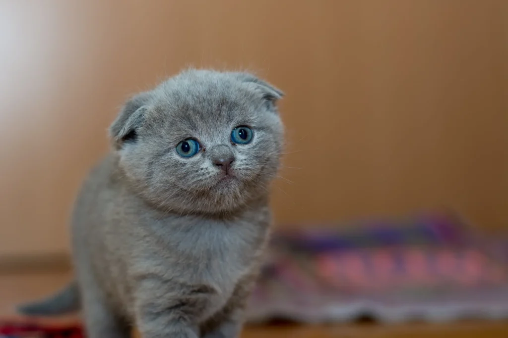 gri mavi gözlü kedi