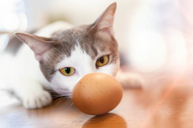 Kediye Yumurta Verilir mi?