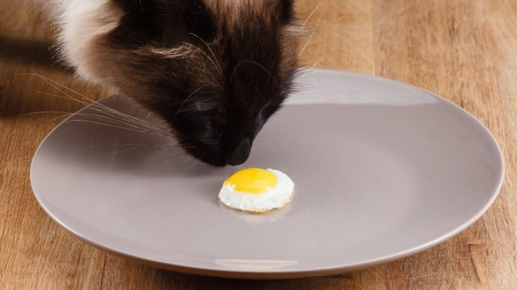 Kediye Yumurta Verilir mi?