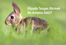 Rüyada Tavşan Görmek Ne Anlama Gelir?